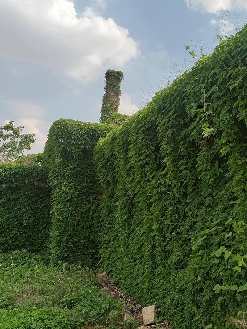 爬山虎是什么植物，叶子有什么特点，爬山虎是什么植物,叶子有什么特点呢-第7张图片-优品飞百科