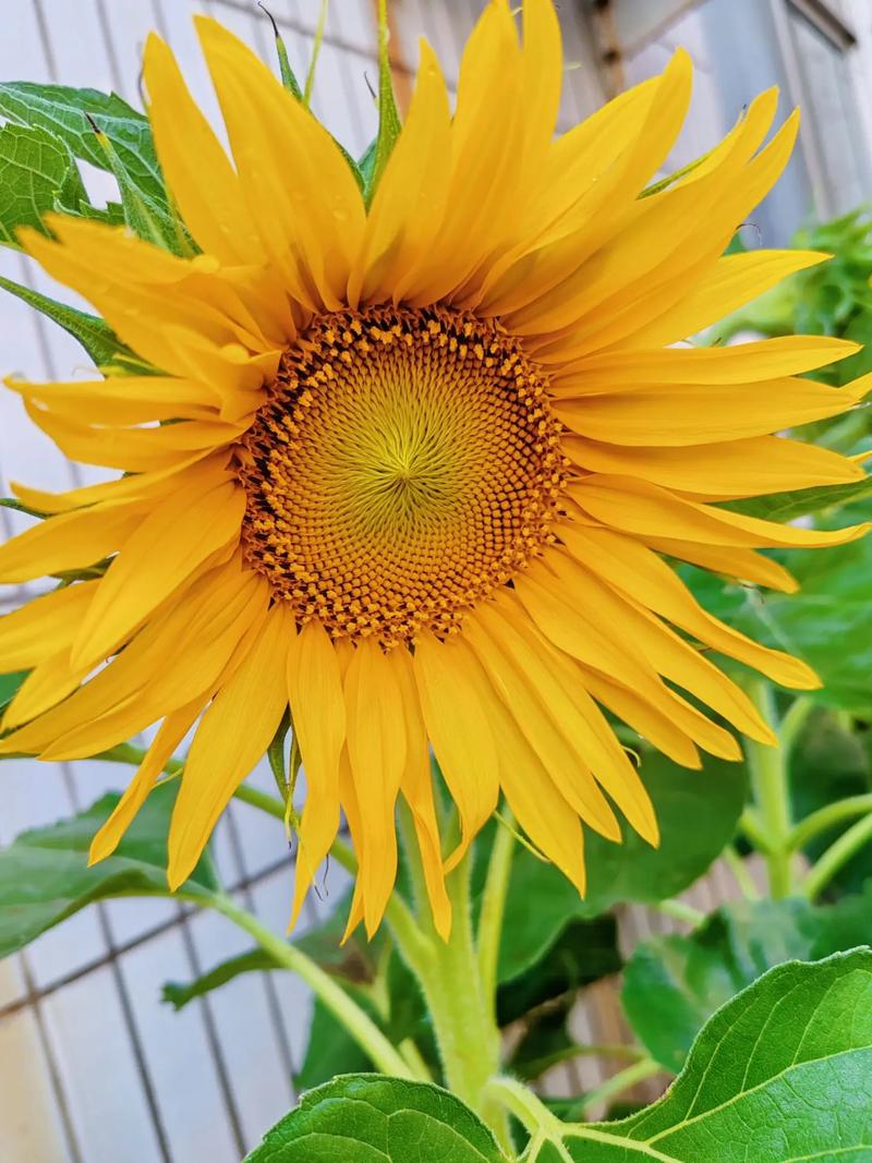 家里为什么不能放向日葵，家里是否可以摆向日葵？-第2张图片-优品飞百科