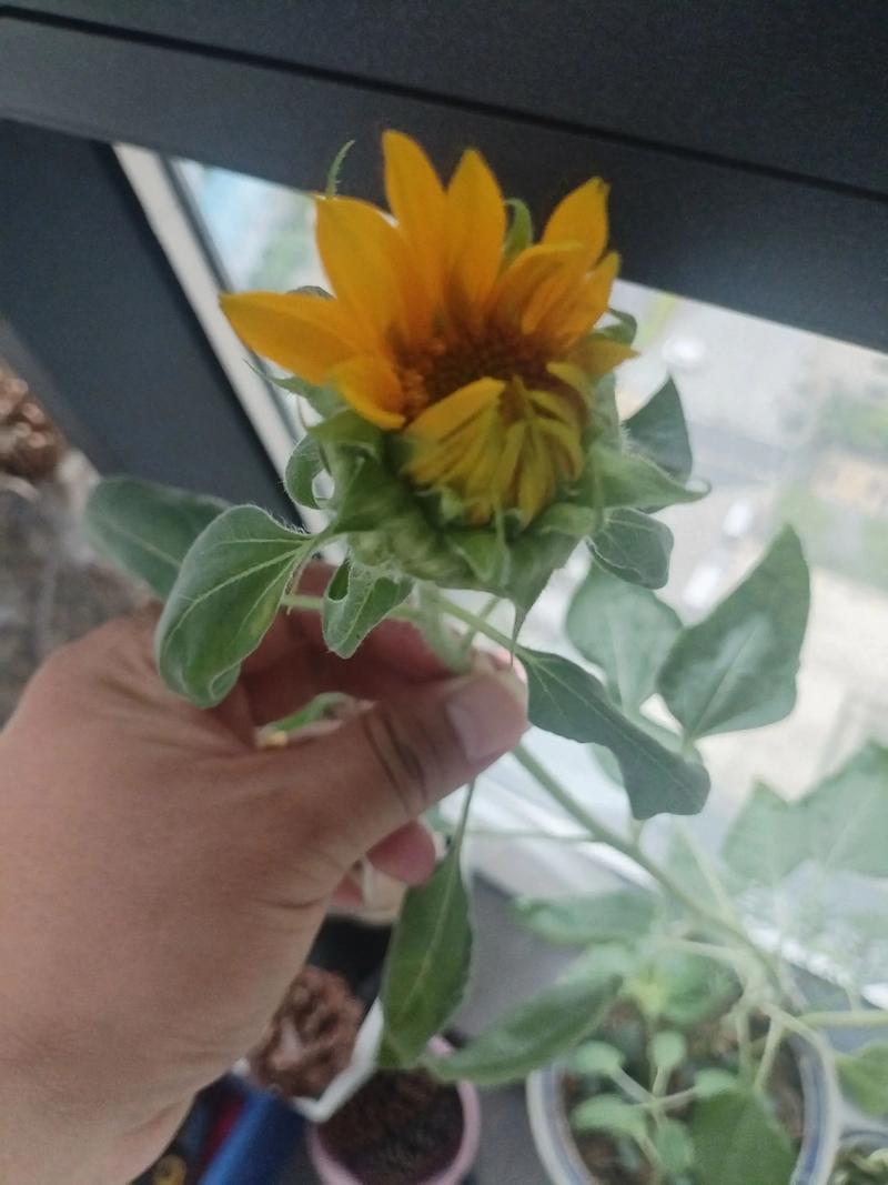 家里为什么不能放向日葵，家里是否可以摆向日葵？-第5张图片-优品飞百科