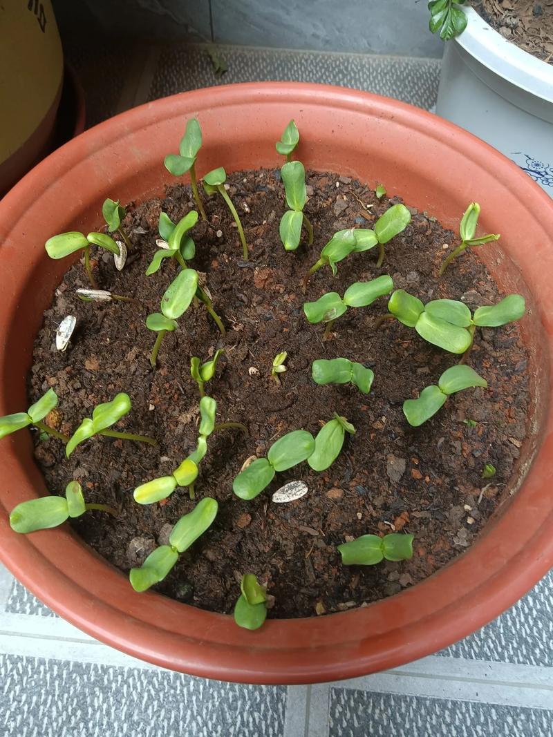 家里为什么不能放向日葵，家里是否可以摆向日葵？-第6张图片-优品飞百科