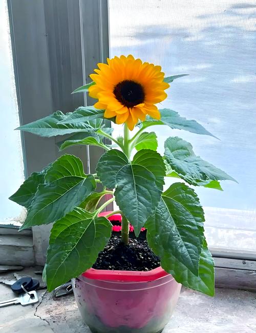 家里为什么不能放向日葵，家里是否可以摆向日葵？-第7张图片-优品飞百科