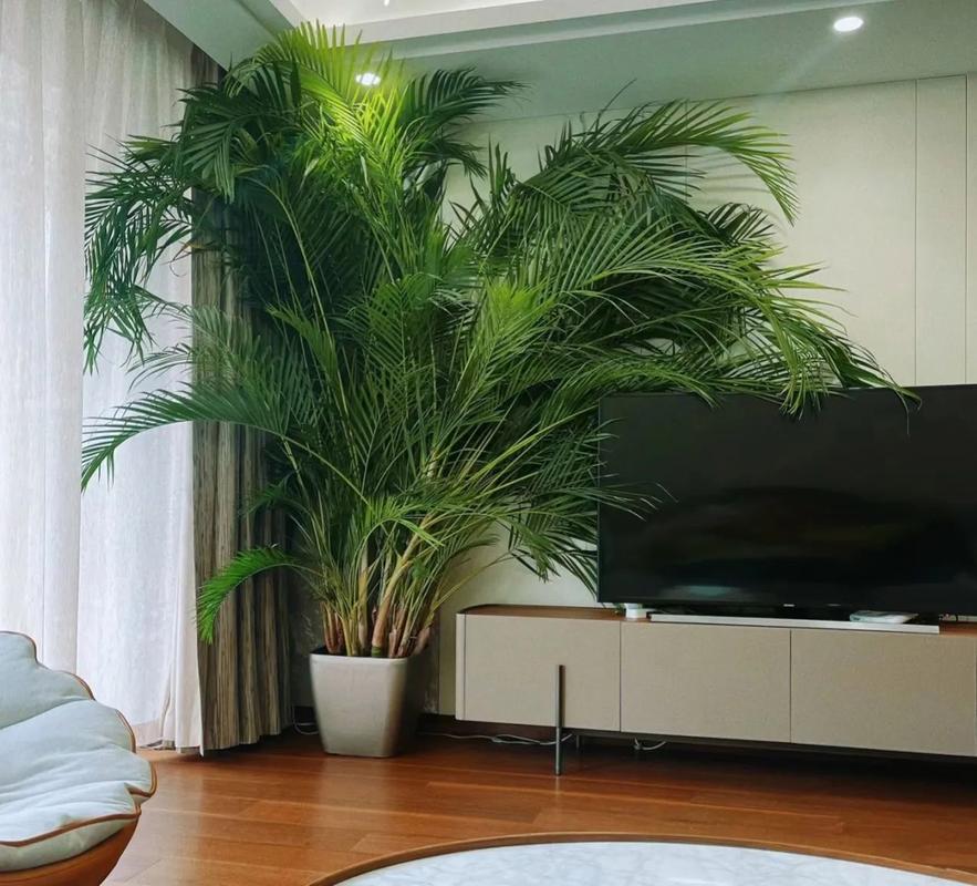 散尾葵放家里风水好吗，散尾葵可以摆放在卧室吗？