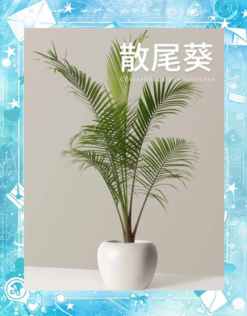 散尾葵放家里风水好吗,散尾葵可以摆放在卧室吗?-第2张图片-优品飞百科 散尾葵放家里风水好吗,散尾葵可以摆放在卧室吗?-第2张图片-优品飞百科