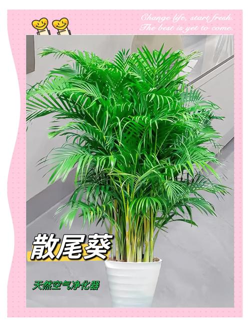 散尾葵放家里风水好吗,散尾葵可以摆放在卧室吗?-第3张图片-优品飞百科 散尾葵放家里风水好吗,散尾葵可以摆放在卧室吗?-第3张图片-优品飞百科