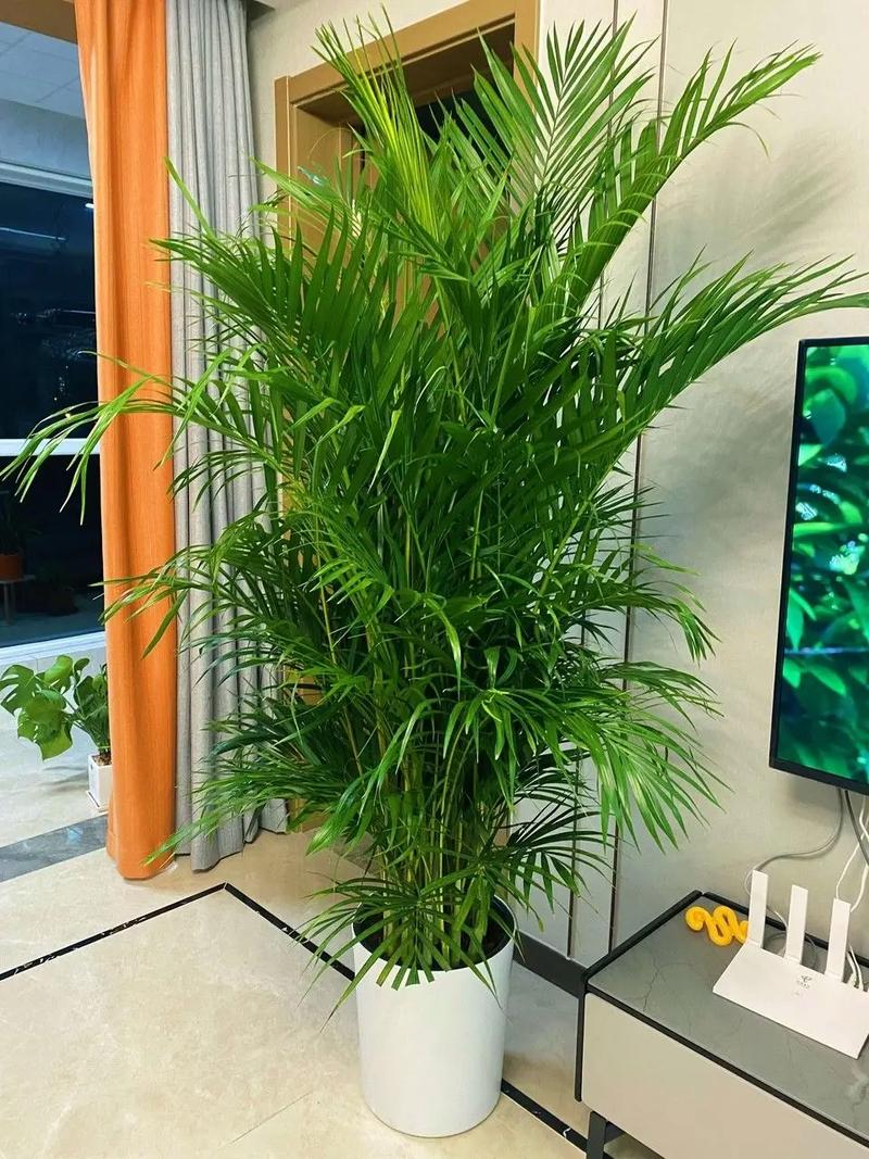 散尾葵放家里风水好吗,散尾葵可以摆放在卧室吗?-第4张图片-优品飞百科 散尾葵放家里风水好吗,散尾葵可以摆放在卧室吗?-第4张图片-优品飞百科