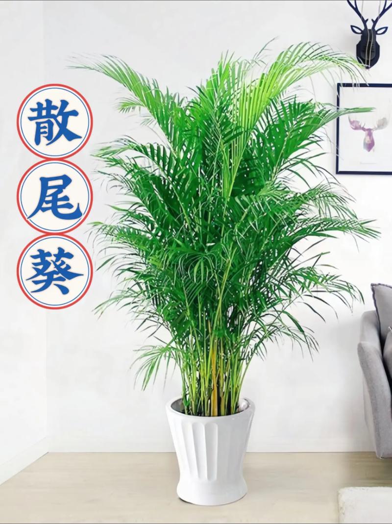 散尾葵放家里风水好吗,散尾葵可以摆放在卧室吗?-第5张图片-优品飞百科 散尾葵放家里风水好吗,散尾葵可以摆放在卧室吗?-第5张图片-优品飞百科