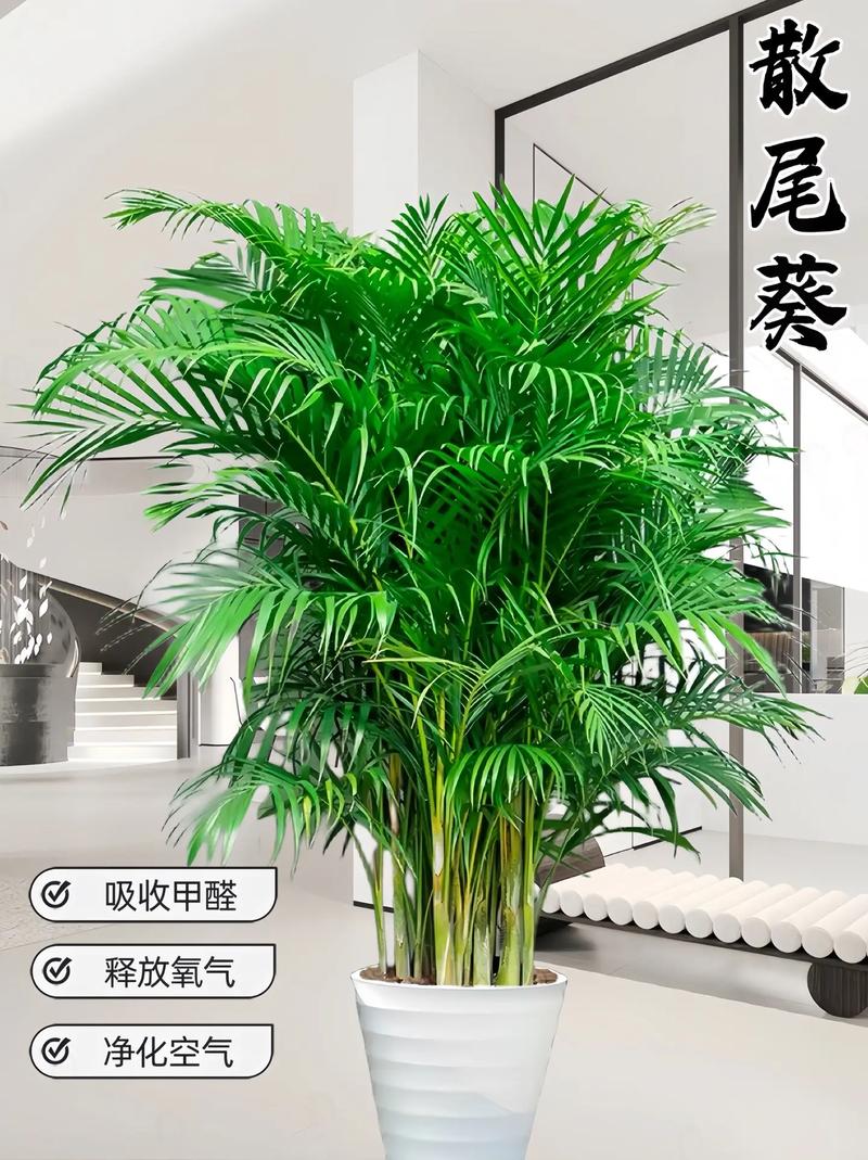 散尾葵放家里风水好吗,散尾葵可以摆放在卧室吗?-第6张图片-优品飞百科 散尾葵放家里风水好吗,散尾葵可以摆放在卧室吗?-第6张图片-优品飞百科