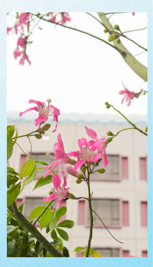 汕头适合养什么花，市花和市树是什么？汕头的市花是什么花?？