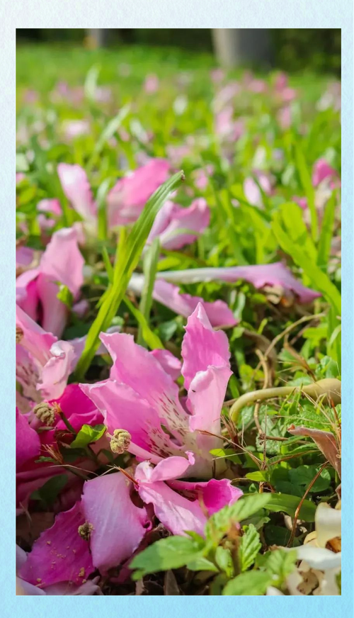 汕头适合养什么花,市花和市树是什么?汕头的市花是什么花??-第2张图片-优品飞百科 汕头适合养什么花,市花和市树是什么?汕头的市花是什么花??-第2张图片-优品飞百科