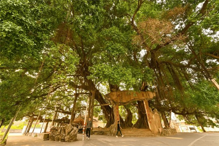 汕头适合养什么花,市花和市树是什么?汕头的市花是什么花??-第3张图片-优品飞百科 汕头适合养什么花,市花和市树是什么?汕头的市花是什么花??-第3张图片-优品飞百科