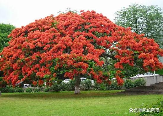 汕头适合养什么花,市花和市树是什么?汕头的市花是什么花??-第4张图片-优品飞百科 汕头适合养什么花,市花和市树是什么?汕头的市花是什么花??-第4张图片-优品飞百科