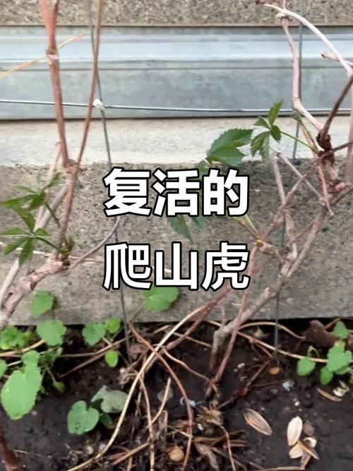 爬山虎每天浇水可以吗，不浇水会旱死吗，盆栽爬山虎多久浇水一次-第3张图片-优品飞百科