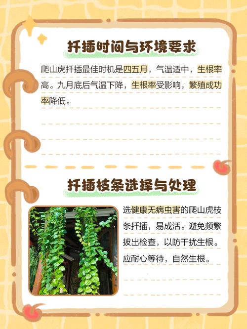 爬山虎每天浇水可以吗，不浇水会旱死吗，盆栽爬山虎多久浇水一次-第4张图片-优品飞百科