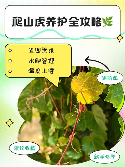 爬山虎每天浇水可以吗，不浇水会旱死吗，盆栽爬山虎多久浇水一次-第5张图片-优品飞百科