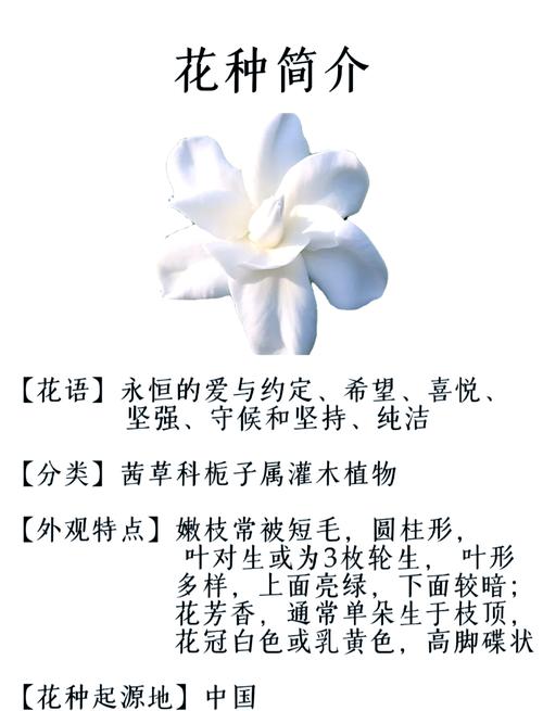 栀子花的花语，栀子花花期？栀子花的花语,栀子花花期是多久？