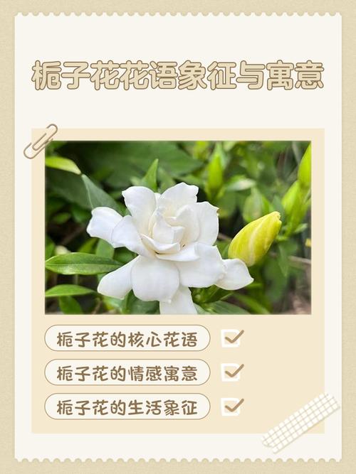栀子花的花语,栀子花花期?栀子花的花语,栀子花花期是多久?-第2张图片-优品飞百科 栀子花的花语,栀子花花期?栀子花的花语,栀子花花期是多久?-第2张图片-优品飞百科