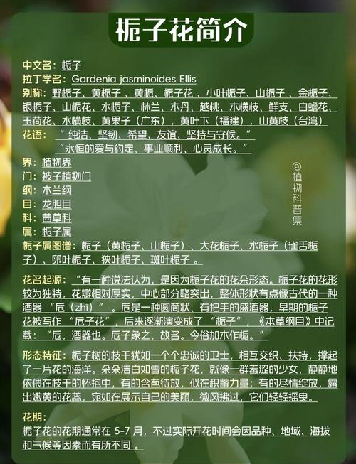 栀子花的花语,栀子花花期?栀子花的花语,栀子花花期是多久?-第4张图片-优品飞百科 栀子花的花语,栀子花花期?栀子花的花语,栀子花花期是多久?-第4张图片-优品飞百科