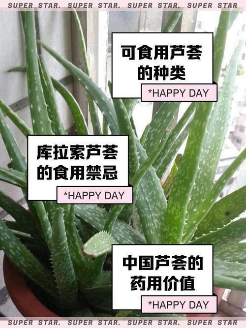 芦荟可以生吃吗，芦荟可以生吃吗,不会有毒-第1张图片-优品飞百科