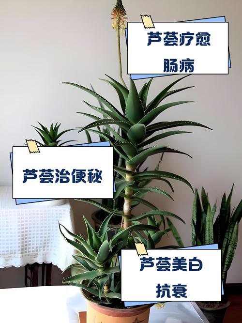 芦荟可以生吃吗，芦荟可以生吃吗,不会有毒-第2张图片-优品飞百科