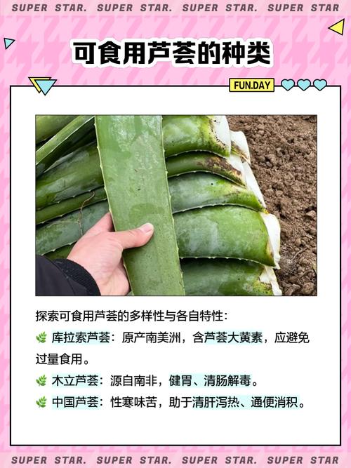 芦荟可以生吃吗，芦荟可以生吃吗,不会有毒-第4张图片-优品飞百科
