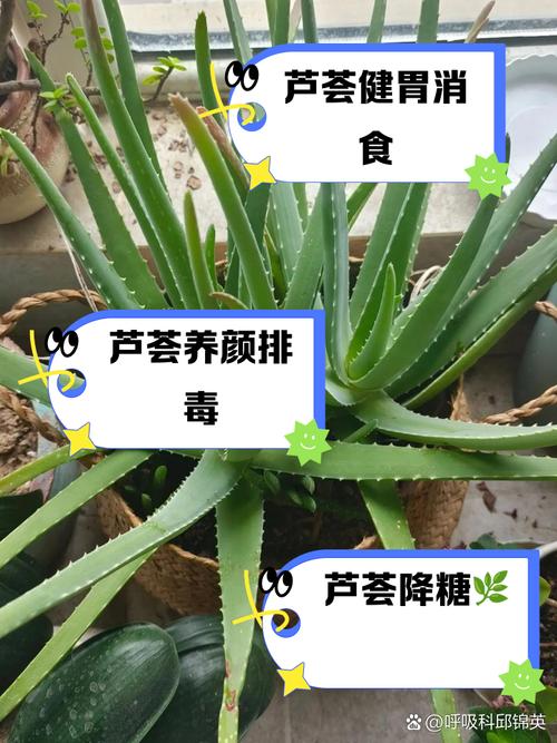芦荟可以生吃吗，芦荟可以生吃吗,不会有毒-第5张图片-优品飞百科