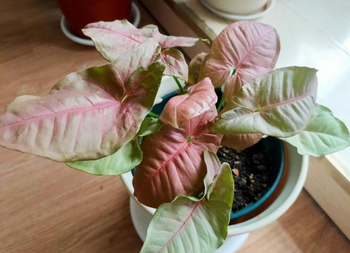 合果芋的养殖方法,合果芋盆栽图片?-第1张图片-优品飞百科 合果芋的养殖方法,合果芋盆栽图片?-第1张图片-优品飞百科