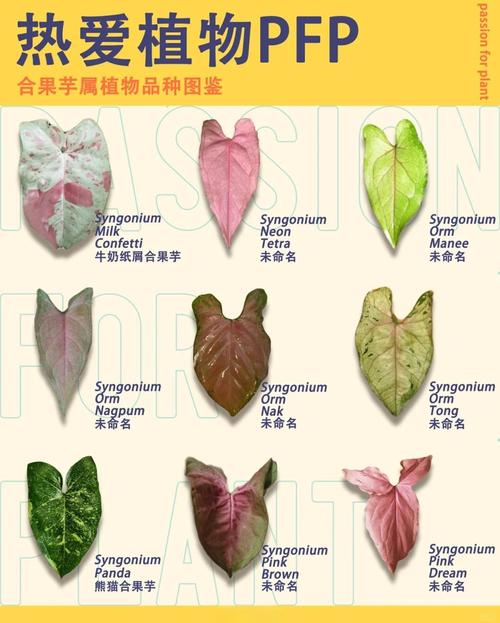 合果芋的养殖方法,合果芋盆栽图片?-第2张图片-优品飞百科 合果芋的养殖方法,合果芋盆栽图片?-第2张图片-优品飞百科