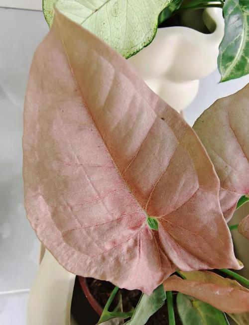 合果芋的养殖方法,合果芋盆栽图片?-第3张图片-优品飞百科 合果芋的养殖方法,合果芋盆栽图片?-第3张图片-优品飞百科