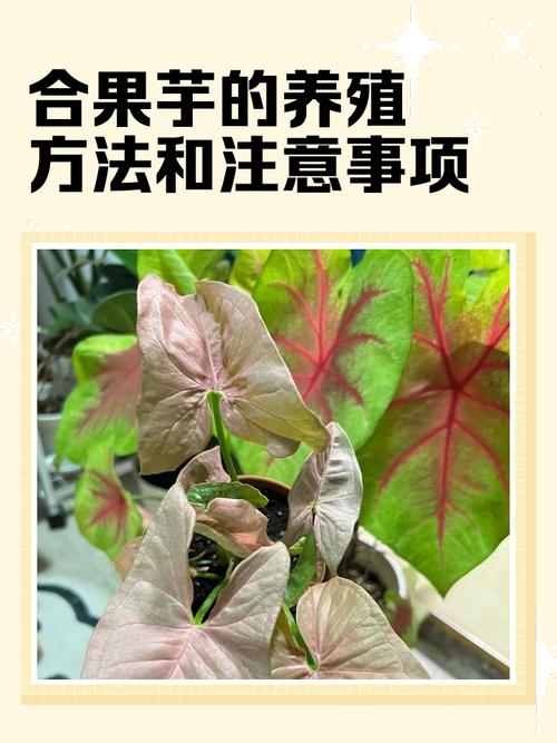 合果芋的养殖方法,合果芋盆栽图片?-第4张图片-优品飞百科 合果芋的养殖方法,合果芋盆栽图片?-第4张图片-优品飞百科