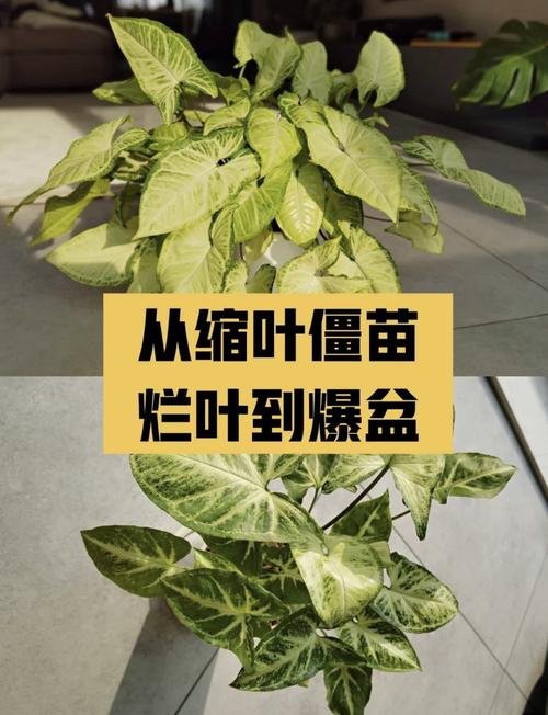 合果芋的养殖方法,合果芋盆栽图片?-第5张图片-优品飞百科 合果芋的养殖方法,合果芋盆栽图片?-第5张图片-优品飞百科