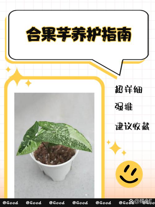 合果芋的养殖方法,合果芋盆栽图片?-第6张图片-优品飞百科 合果芋的养殖方法,合果芋盆栽图片?-第6张图片-优品飞百科