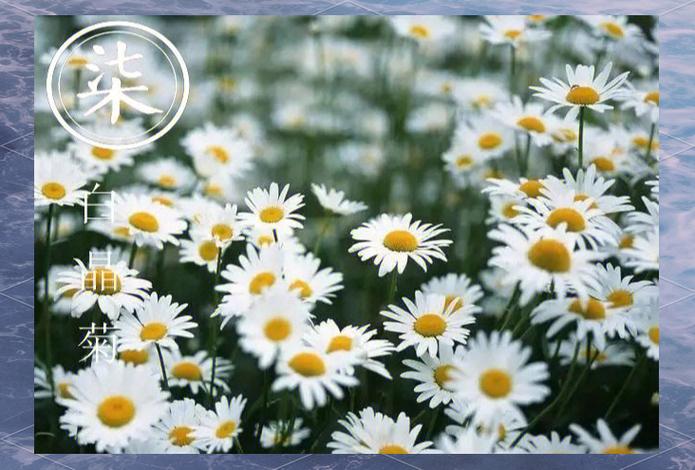 白晶菊和雏菊的区别，分别代表什么意思，白晶菊的幼苗长什么样子？-第1张图片-优品飞百科