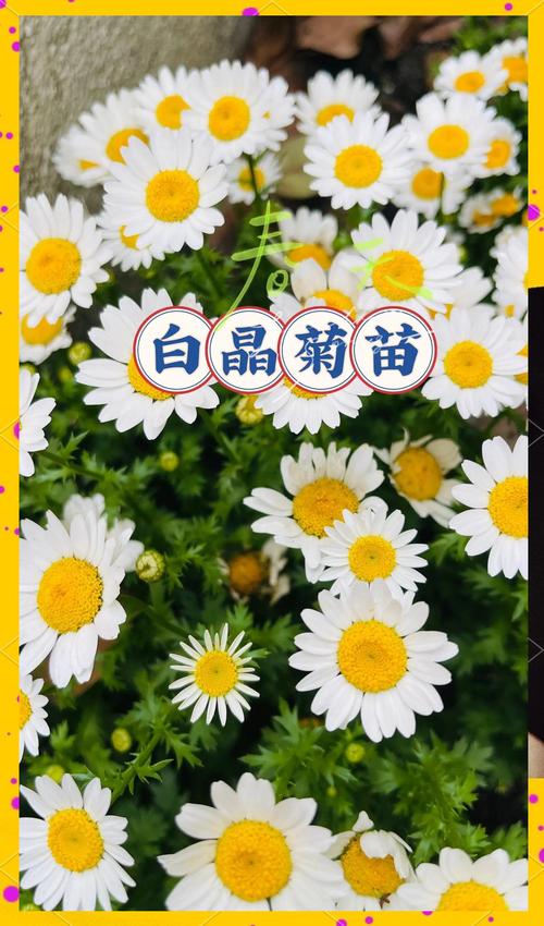 白晶菊和雏菊的区别，分别代表什么意思，白晶菊的幼苗长什么样子？-第3张图片-优品飞百科