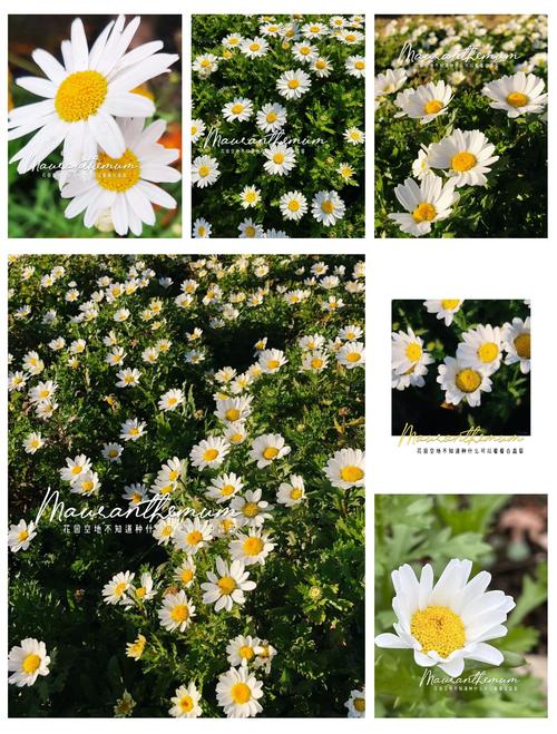 白晶菊和雏菊的区别，分别代表什么意思，白晶菊的幼苗长什么样子？-第4张图片-优品飞百科