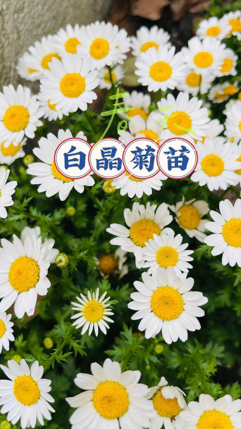 白晶菊和雏菊的区别，分别代表什么意思，白晶菊的幼苗长什么样子？-第5张图片-优品飞百科