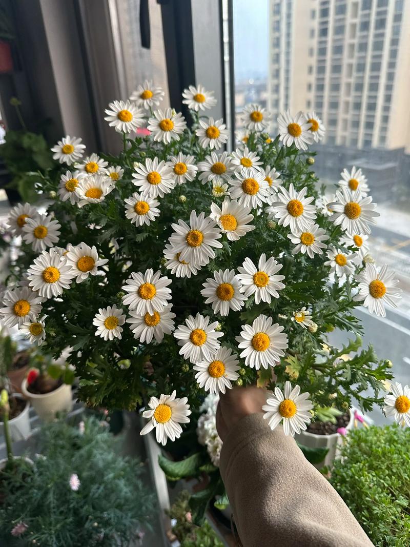 白晶菊和雏菊的区别，分别代表什么意思，白晶菊的幼苗长什么样子？-第6张图片-优品飞百科