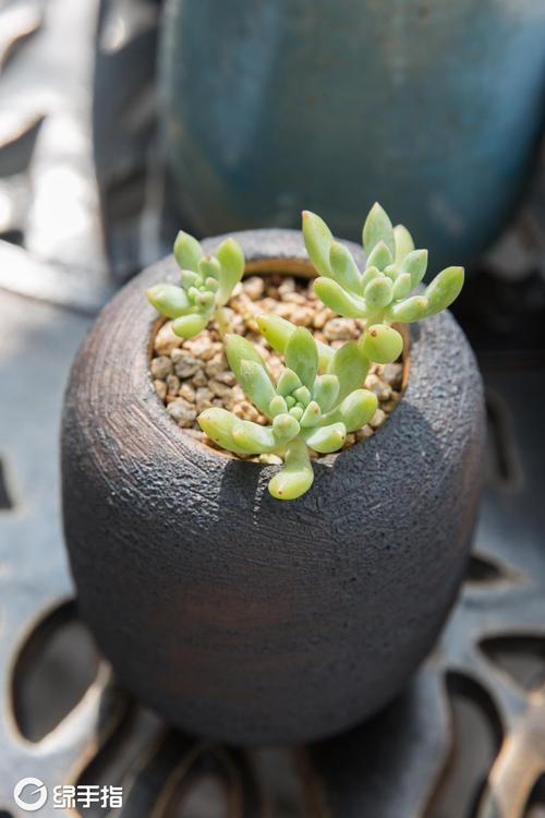 粉蔓的养殖方法和注意事项？粉蔓老桩多肉图片？