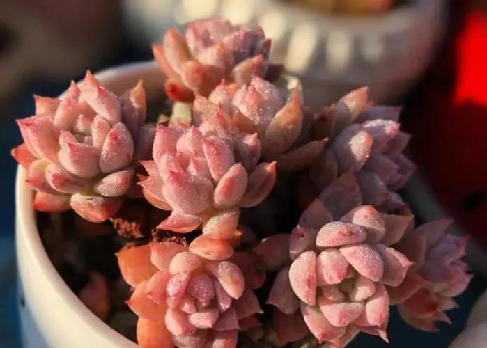 粉蔓的养殖方法和注意事项？粉蔓老桩多肉图片？-第2张图片-优品飞百科