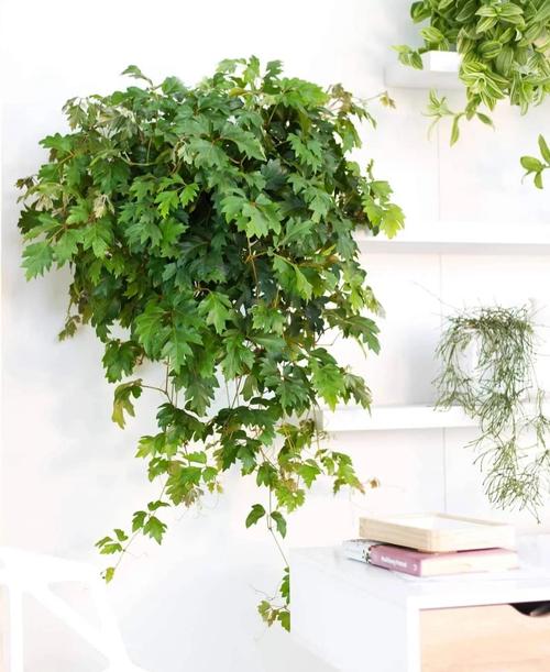 粉蔓的养殖方法和注意事项？粉蔓老桩多肉图片？-第3张图片-优品飞百科