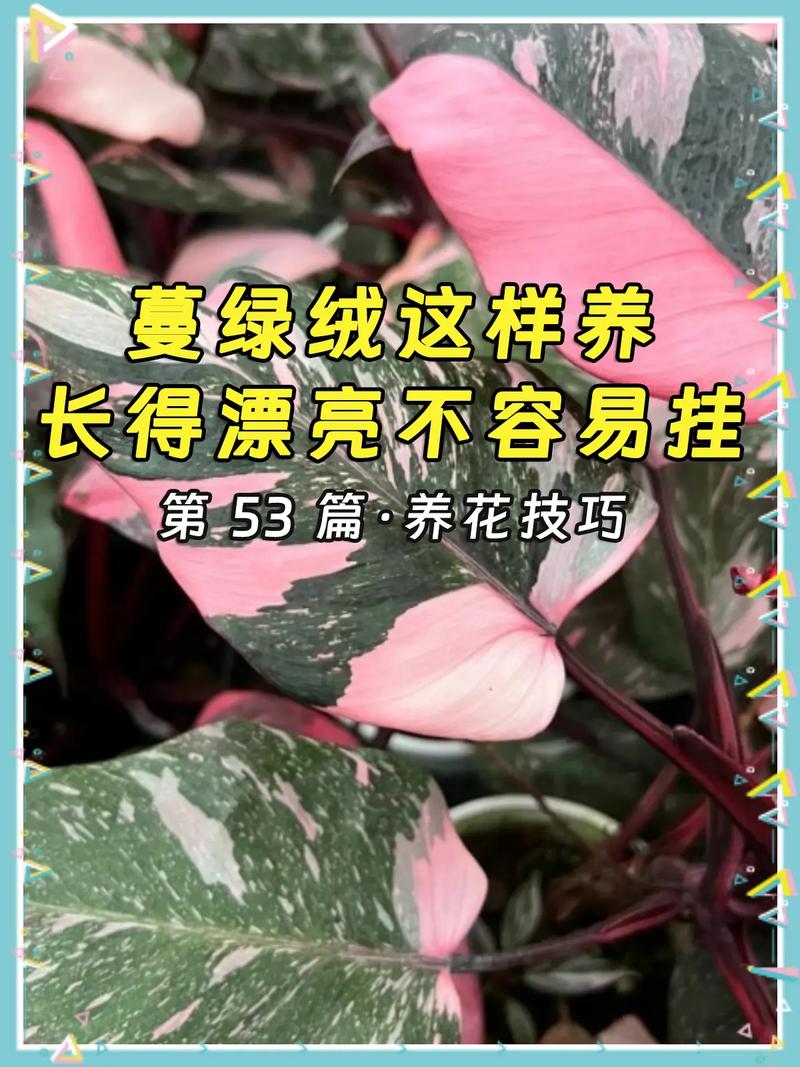 粉蔓的养殖方法和注意事项？粉蔓老桩多肉图片？-第4张图片-优品飞百科