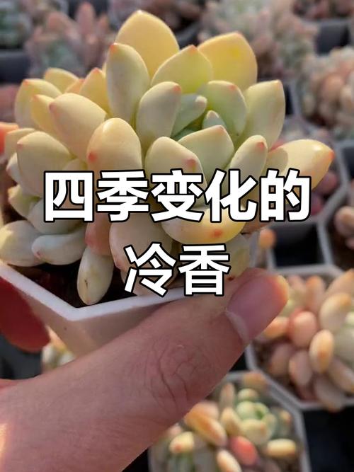 粉蔓的养殖方法和注意事项？粉蔓老桩多肉图片？-第5张图片-优品飞百科