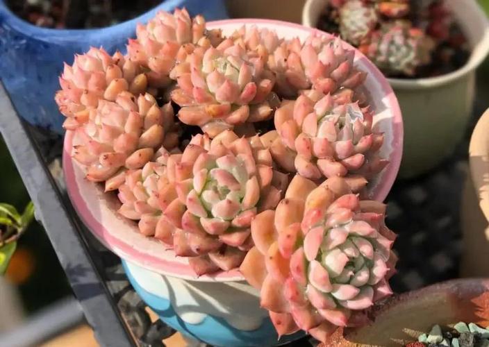 粉蔓的养殖方法和注意事项？粉蔓老桩多肉图片？-第6张图片-优品飞百科