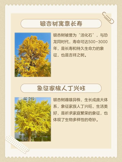 银杏树种植位置与风水（方位、禁忌），银杏树适合种在哪个位置？-第1张图片-优品飞百科