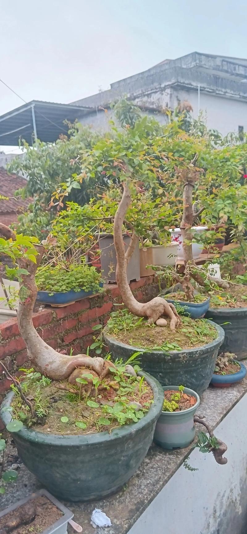 银杏树种植位置与风水（方位、禁忌），银杏树适合种在哪个位置？-第2张图片-优品飞百科