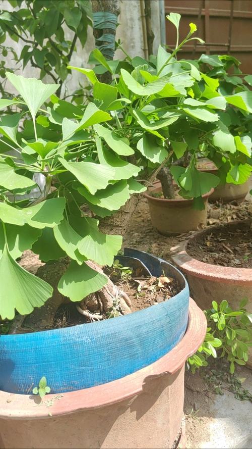 银杏树种植位置与风水（方位、禁忌），银杏树适合种在哪个位置？-第4张图片-优品飞百科