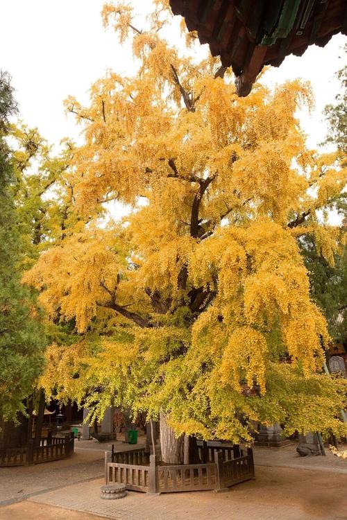 银杏树种植位置与风水（方位、禁忌），银杏树适合种在哪个位置？-第6张图片-优品飞百科