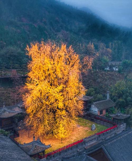 银杏树种植位置与风水（方位、禁忌），银杏树适合种在哪个位置？-第7张图片-优品飞百科