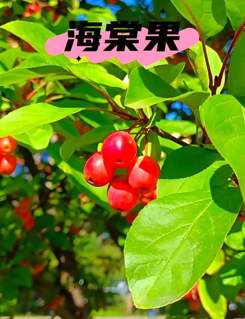 海棠果可以吃吗，海棠果什么时候成熟？海棠果在什么时候结果？-第1张图片-优品飞百科
