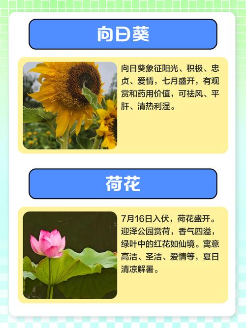 红桑的花语，有桑红药材吗？