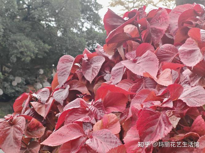 红桑的花语，有桑红药材吗？-第4张图片-优品飞百科